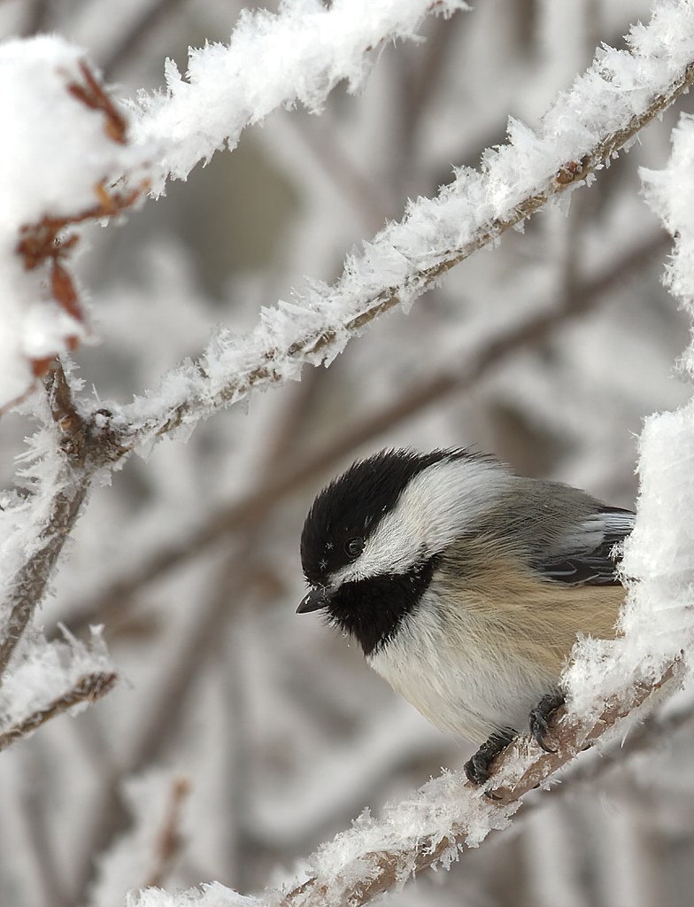 NatureAlberta's tweet photo. Alberta is home to four chickadee species. Black-capped chickadees are the most common and widespread. Long, cold winters can severely challenge the survival skills of chickadees and other resident birds. Learn more
about their survival skills at: https://t.co/NU9abvNDhm https://t.co/92jyJ9gDTK