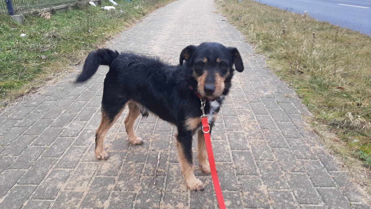 Przebywam w schronisku dla bezdomnych zwierząt "Leśny Zakątek "w Koszalinie. 
Tel kontaktowy w sprawie adopcji:505 034 504, 577 867 239. 
Proszę udostępniaj 🙏❤.
To dla Mnie bardzo ważne ‼️
OMIŚ ❤