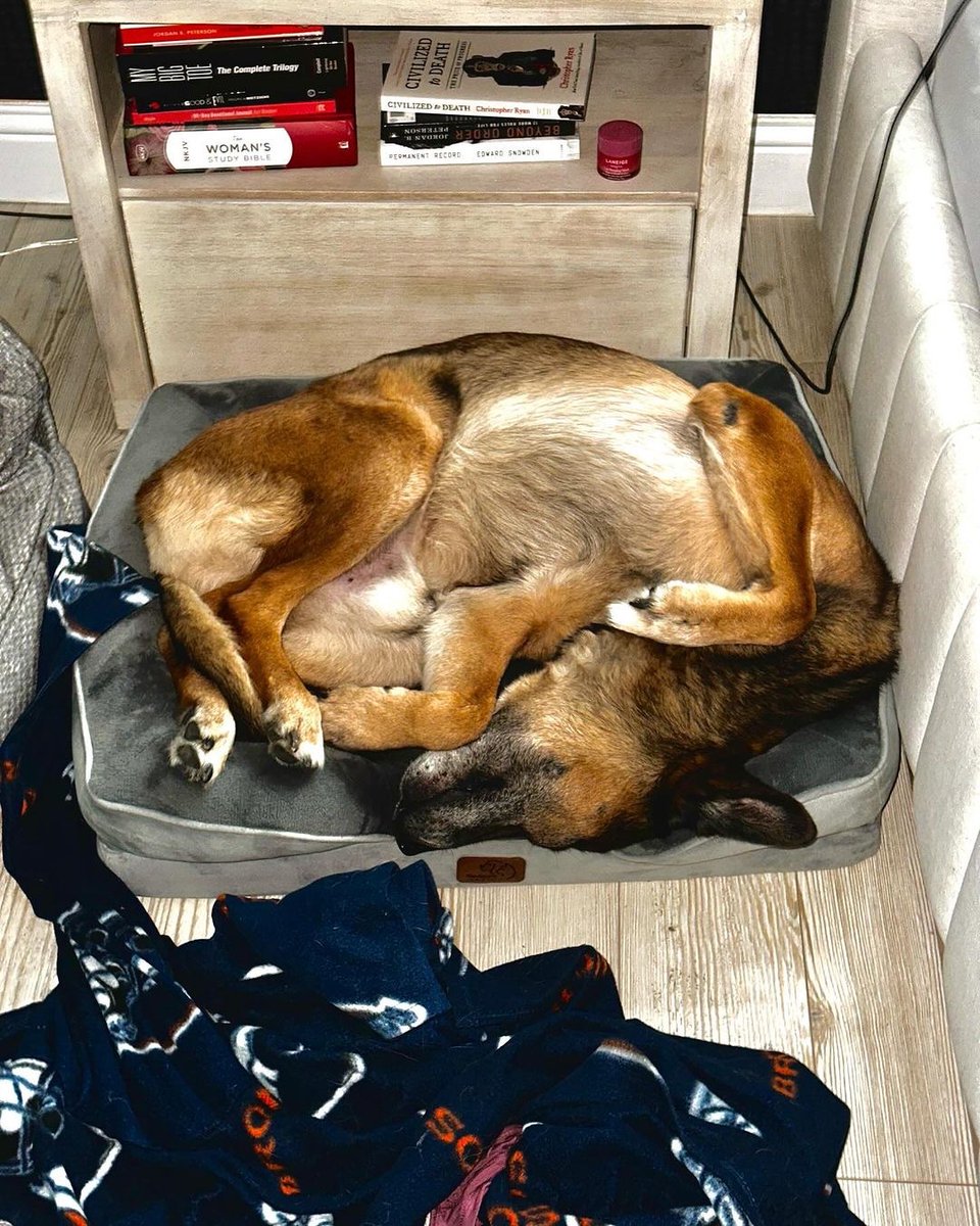 WarriorDogs's tweet image. Happy 14th birthday to Warrior Dog Alumni &amp;amp; former Navy SEAL MPC K9 Nico. Nico retired to his handler @taylor1canfield after being cared for at the ranch during Taylor’s deployments 🐕🇺🇸🔱

Let’s see $14, $140, and $1400 donations today 💝

warriordogfoundation.org/donation/