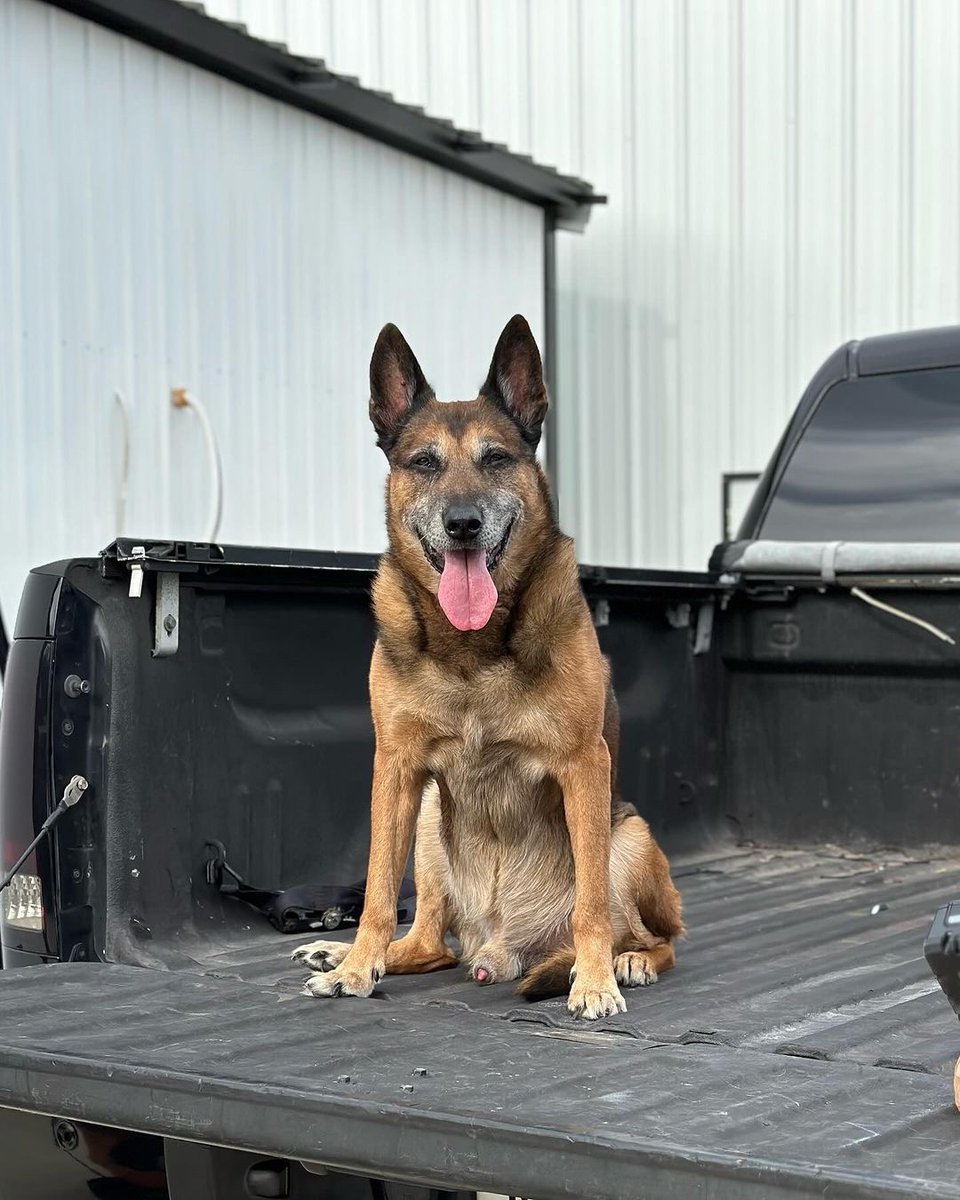 WarriorDogs's tweet image. Happy 14th birthday to Warrior Dog Alumni &amp;amp; former Navy SEAL MPC K9 Nico. Nico retired to his handler @taylor1canfield after being cared for at the ranch during Taylor’s deployments 🐕🇺🇸🔱

Let’s see $14, $140, and $1400 donations today 💝

warriordogfoundation.org/donation/