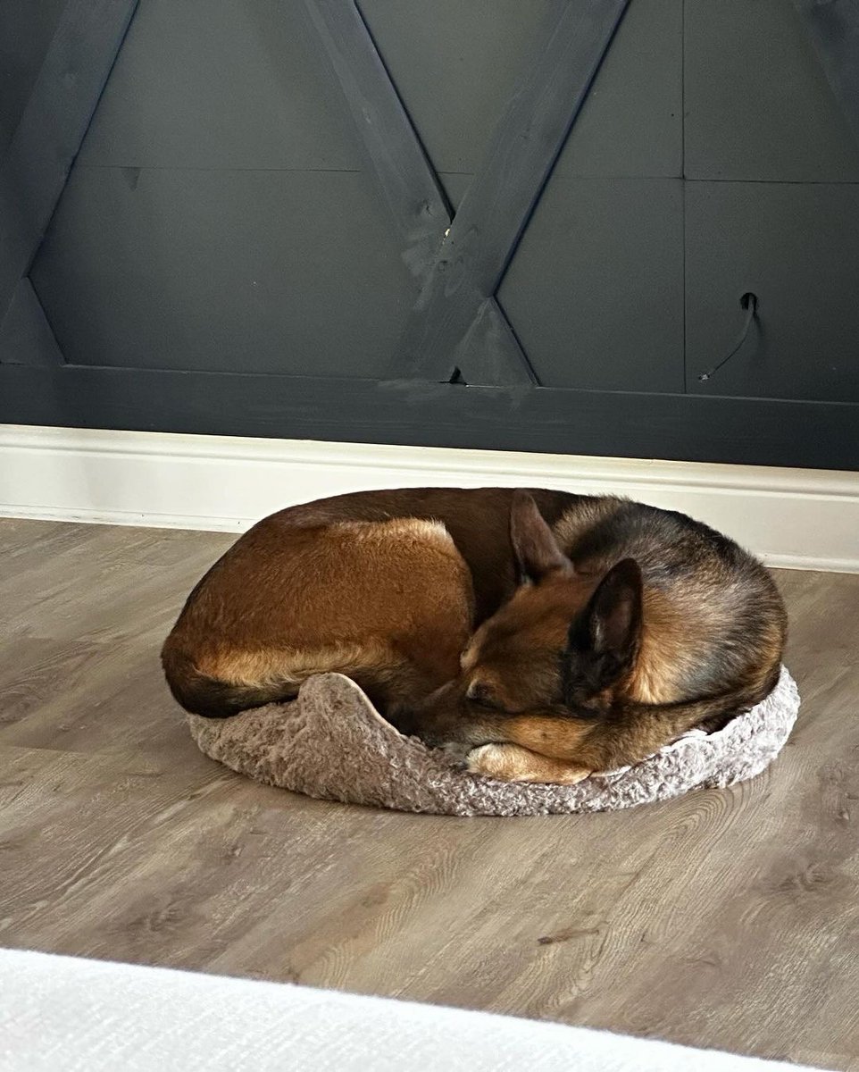 WarriorDogs's tweet image. Happy 14th birthday to Warrior Dog Alumni &amp;amp; former Navy SEAL MPC K9 Nico. Nico retired to his handler @taylor1canfield after being cared for at the ranch during Taylor’s deployments 🐕🇺🇸🔱

Let’s see $14, $140, and $1400 donations today 💝

warriordogfoundation.org/donation/