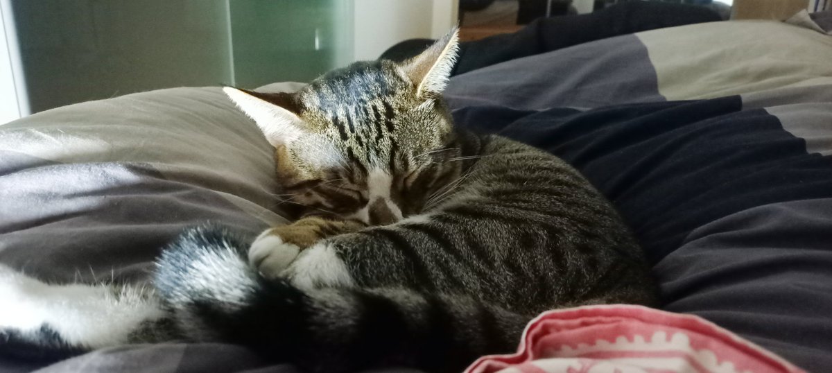 BlueJayAde's tweet photo. Ma come si fa a fargli del male...
Il mio piccolo e dolce Spartaco...mai nessuno ti torcerà neanche un pelo mia anima bella ❤️
#spartaco #CatsOfTwitter #CatsLover #kitten #mykittleboy #piccolomio https://t.co/Yzs276S0Ws