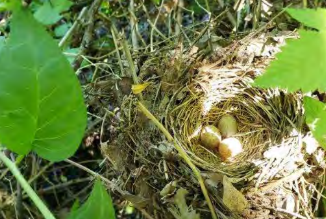 wildlifeaction's tweet photo. Birds & a salmon-bearing stream are benefiting from an #InvasivePlant removal program provided via collaboration with a sanctioned encampment for people experiencing houselessness near #Seattle, WA.
#CampSecondChance #ConserveWetlands #ThriveWithNature https://t.co/oMs7TpjS5n https://t.co/v1uGDvmMgi