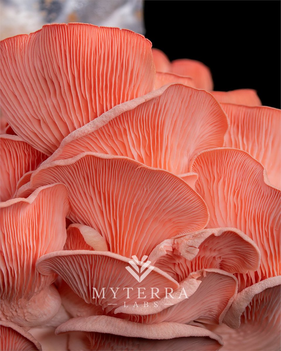 Have you harvested your food? Let's explore the fantastic textures and rich flavours of cooking with these delectable fungi right after harvest. Try Myterra Easy Grow Kit and enjoy this experience. #growyourownfood #letsgrowtogether #organicfood #myterralabs