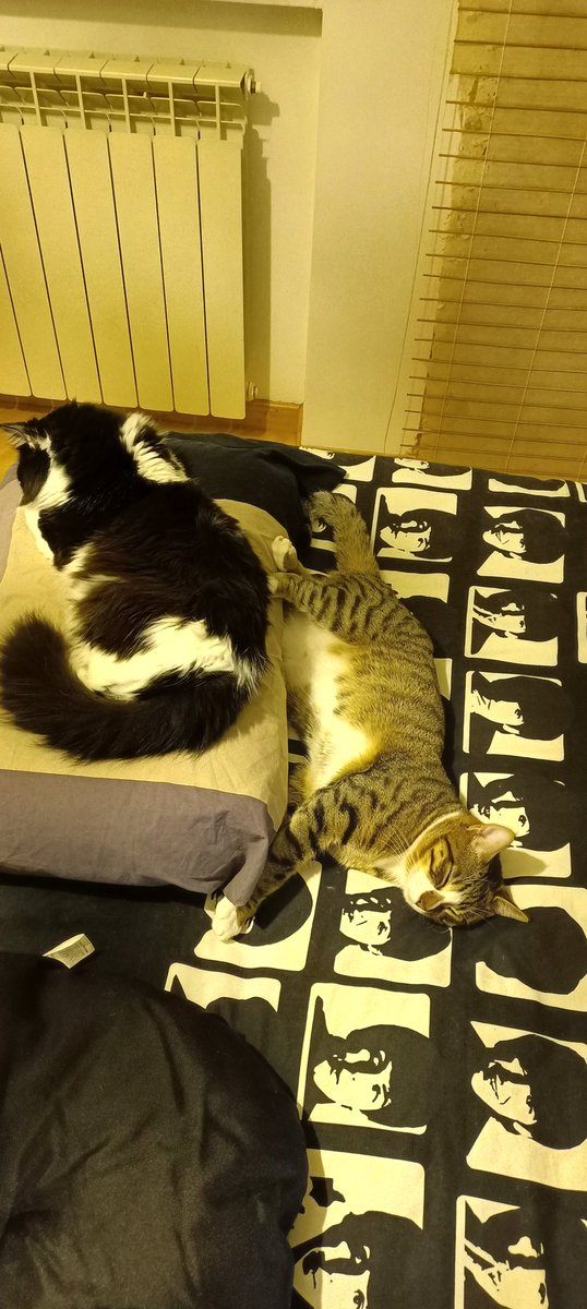BlueJayAde's tweet photo. @Emilystellaemi2 Ha anche un "fratellone" molto legato piú legato al mio compagno che a me....ma bello assai e coccolato anche lui....il fratellone si chiama Fosco per gli amici Onofrio visto che é dispettoso come l omonimo Marchese del Grillo https://t.co/wNfwCtqfCI