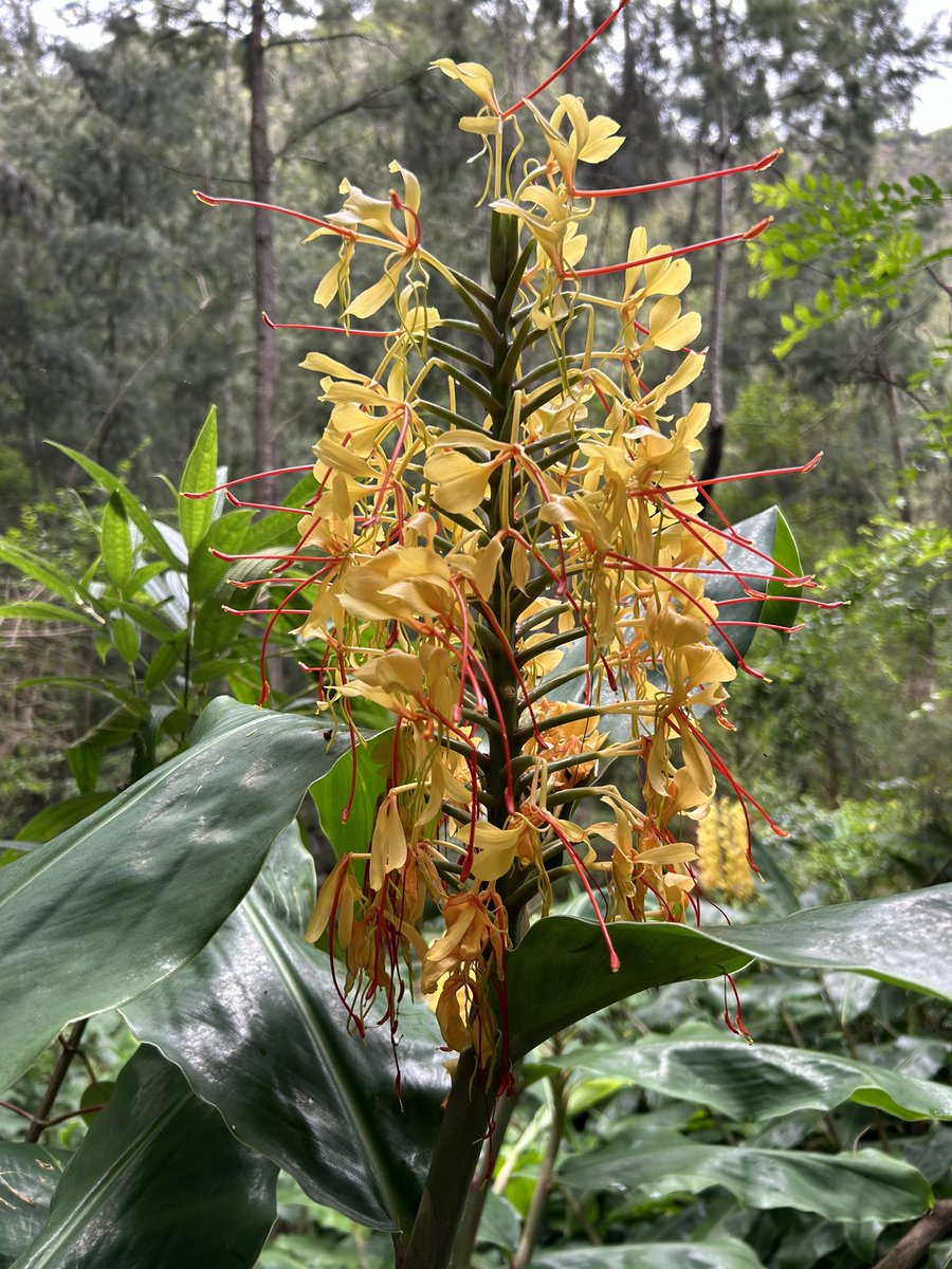 56190bjc's tweet photo. Ginger in flower #Réunion #forest #Kahili #insummer #volcanic #microclimate https://t.co/1jg56pbieT