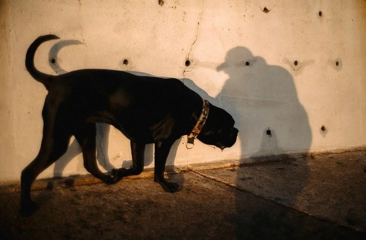 me and my daddy's pretty shadow🐾✨ <a href="/taroemir/">Taro Emir Tekin</a>