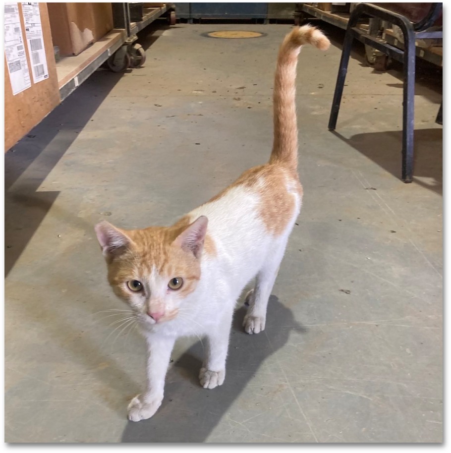 guardiansusa's tweet photo. 🔴 𝘩𝘵𝘵𝘱://𝘵𝘪𝘯𝘺𝘶𝘳𝘭.𝘤𝘰𝘮/𝘴𝘢𝘷𝘦𝘨𝘶𝘯𝘯𝘦𝘳
Homeless, emaciated, and desperate, Gunner wouldn't be alive today without Sergeant Rivers who protected him during overseas deployment. Now she wants to give him a safe happy life in the U.S. and needs our help to save him https://t.co/Hr2AQCv27O