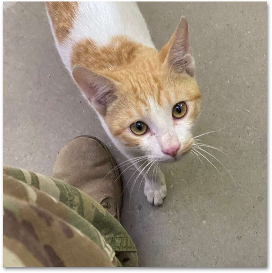 guardiansusa's tweet photo. 🔴 𝘩𝘵𝘵𝘱://𝘵𝘪𝘯𝘺𝘶𝘳𝘭.𝘤𝘰𝘮/𝘴𝘢𝘷𝘦𝘨𝘶𝘯𝘯𝘦𝘳
Homeless, emaciated, and desperate, Gunner wouldn't be alive today without Sergeant Rivers who protected him during overseas deployment. Now she wants to give him a safe happy life in the U.S. and needs our help to save him https://t.co/Hr2AQCv27O