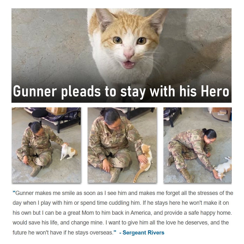 guardiansusa's tweet photo. 🔴 𝘩𝘵𝘵𝘱://𝘵𝘪𝘯𝘺𝘶𝘳𝘭.𝘤𝘰𝘮/𝘴𝘢𝘷𝘦𝘨𝘶𝘯𝘯𝘦𝘳
Homeless, emaciated, and desperate, Gunner wouldn't be alive today without Sergeant Rivers who protected him during overseas deployment. Now she wants to give him a safe happy life in the U.S. and needs our help to save him https://t.co/Hr2AQCv27O