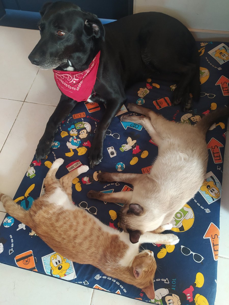 Ce7Juan's tweet photo. Hola cracks les presento a mis gatijos, los rescatamos junto con mi esposa y como vengo haciendo los últimos años, de todo lo que recaudo le dono el 25% a ayudar a los animales en situación de calle.

Lancé mi workshop y voy a poder ayudar a más animalitos!! https://t.co/eI2muEaNsW