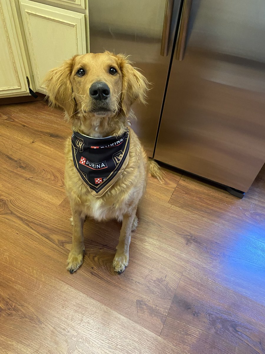 @LAFC @ZippyPaws Enzo says welcome and he’s available for modeling.