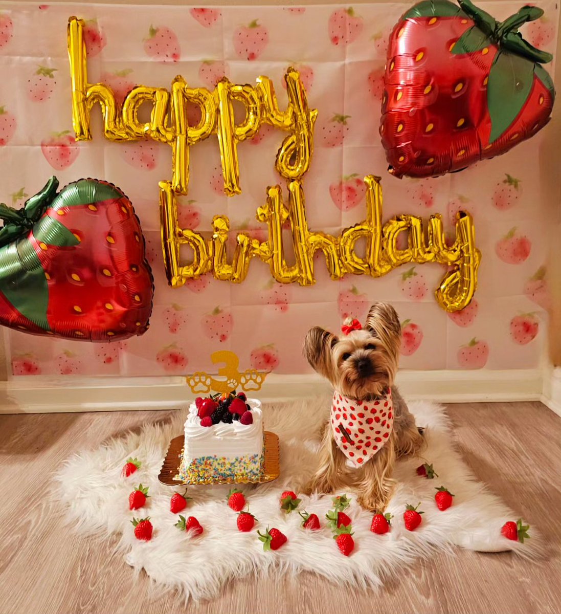 carolinediaz94's tweet image. To my berry sweet dog of mine. 🍓🍓
Happy Happy Happy 3rd birthday Fiji-Lu! I love you so berry much 🍓🍓🍓❤️✨️🐾 #happybirthdayfiji #yorkie #fijilu #dogbirthday #threeyearsold #yorkiemom #dog #happybirthday #iloveyou