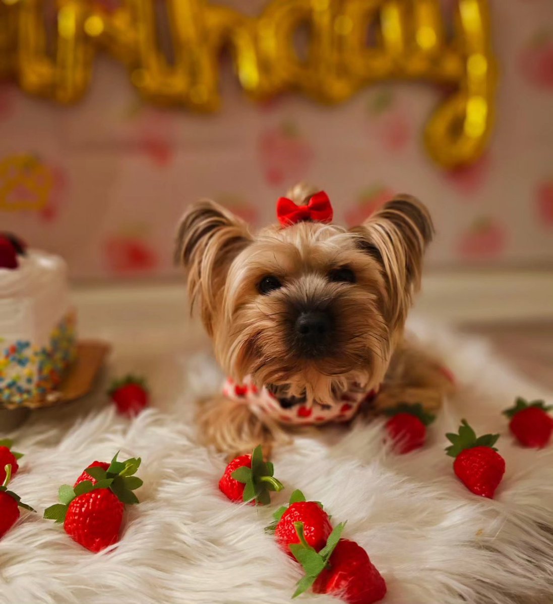 carolinediaz94's tweet image. To my berry sweet dog of mine. 🍓🍓
Happy Happy Happy 3rd birthday Fiji-Lu! I love you so berry much 🍓🍓🍓❤️✨️🐾 #happybirthdayfiji #yorkie #fijilu #dogbirthday #threeyearsold #yorkiemom #dog #happybirthday #iloveyou