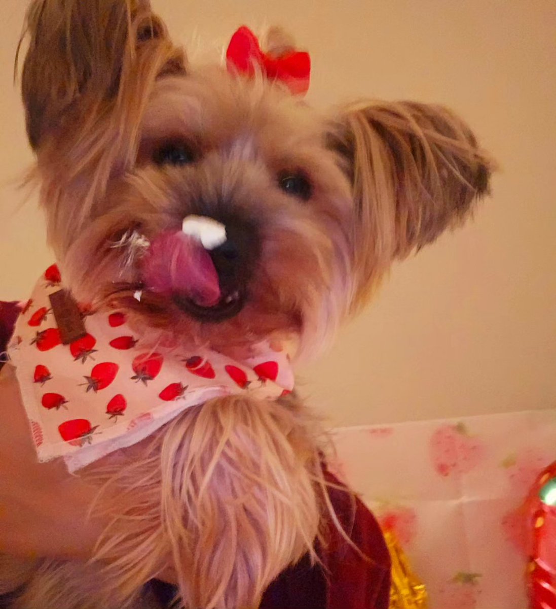 carolinediaz94's tweet image. To my berry sweet dog of mine. 🍓🍓
Happy Happy Happy 3rd birthday Fiji-Lu! I love you so berry much 🍓🍓🍓❤️✨️🐾 #happybirthdayfiji #yorkie #fijilu #dogbirthday #threeyearsold #yorkiemom #dog #happybirthday #iloveyou