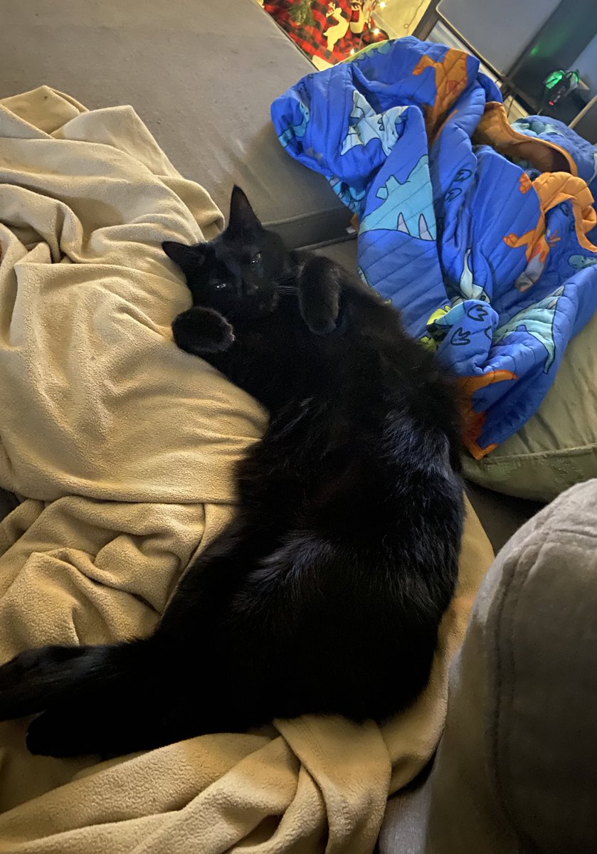 Holly96Rose's tweet photo. @the_tweedy Look at how long and silly he is being!! He was also half asleep in this picture I just love him so much why is his head so smol and his body so long https://t.co/GjnPrGBBCo