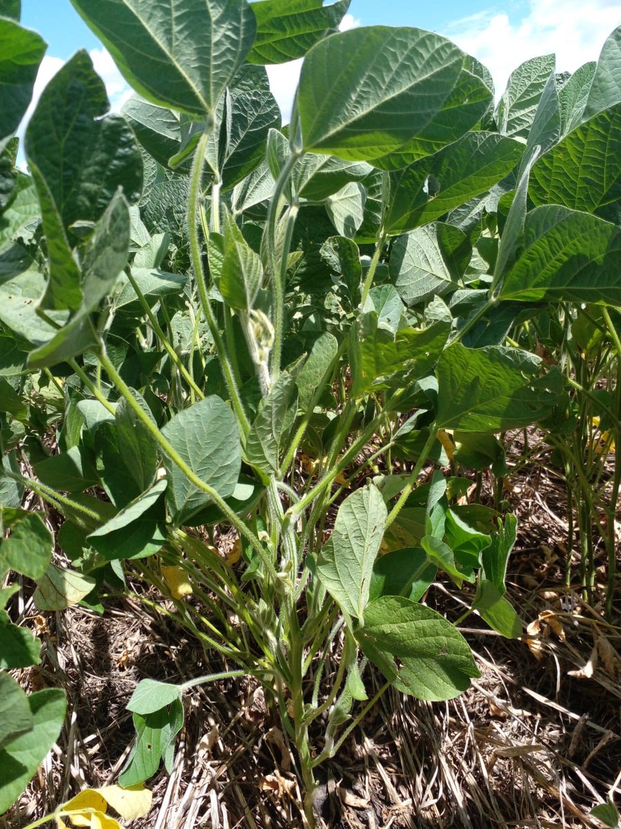 agromil_ltda's tweet photo. Soja en estado V9 sembrada con #MicrostarCMBII 💪 Se va armando el cultivo. 📍 Paraje Ruta 24, Paysandú. 👥 @RizobacterU - Agromil
#MicrostarSoja #RizobacterUruguay https://t.co/018AoL3Rle