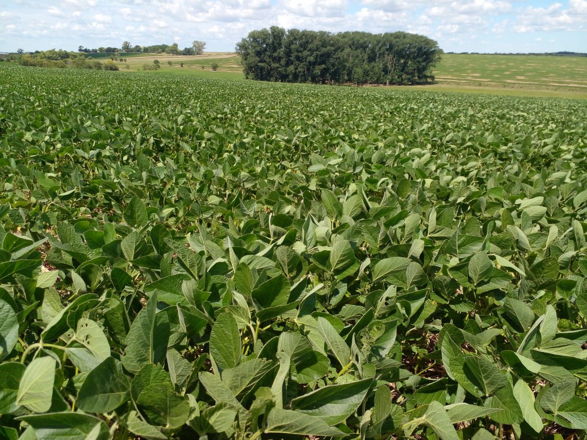 agromil_ltda's tweet photo. Soja en estado V9 sembrada con #MicrostarCMBII 💪 Se va armando el cultivo. 📍 Paraje Ruta 24, Paysandú. 👥 @RizobacterU - Agromil
#MicrostarSoja #RizobacterUruguay https://t.co/018AoL3Rle