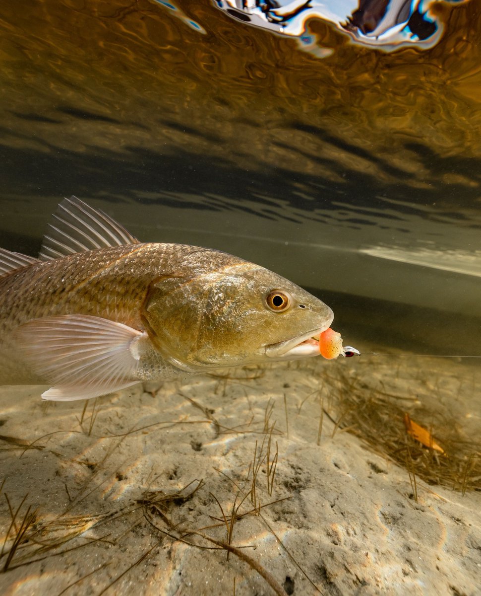 flsportfishing's tweet image. Targeting #redfish this winter season? We share cold water strategies that will help you snag this popular inshore species: l8r.it/JEAX
