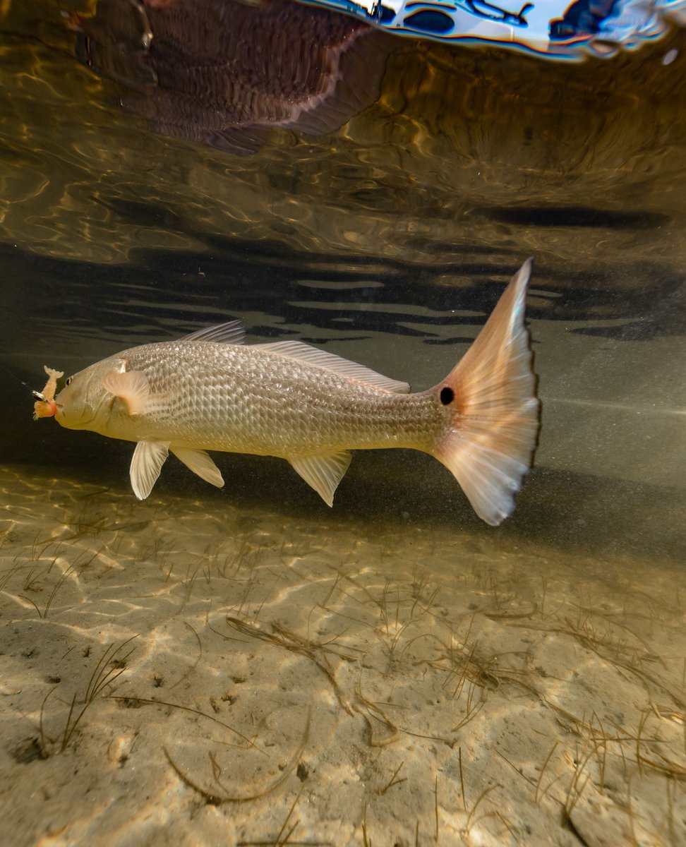 flsportfishing's tweet image. Targeting #redfish this winter season? We share cold water strategies that will help you snag this popular inshore species: l8r.it/JEAX
