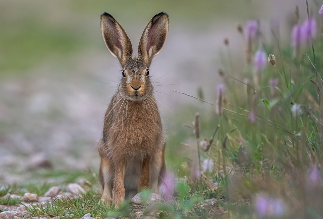 WeltResa's tweet photo. Der #Feldhase - Ein faszinierendes Lebewesen der #Natur
Der Feldhase ein faszinierendes und weit verbreitetes #Säugetier, das in vielen Teilen Europas, Asiens und Nordafrikas vorkommt.
https://t.co/DslaKLJY6z https://t.co/usvEkuwSyD
