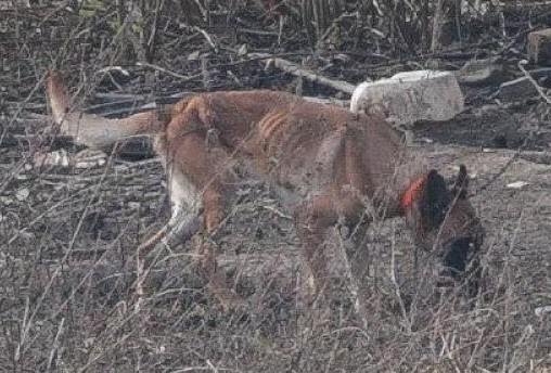 Pouvez vous retweeter le post ci-joint pour sauver un toutou malheureux ! Regardez-le.
Comment peut-on faire des choses pareilles 
Merci d'avance mes Xos❤️