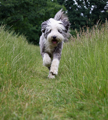 WeltResa's tweet photo. Der #BeardedCollie, auch bekannt als "#Beardie", ist eine #Hunderasse, die nicht nur durch ihr charmantes Aussehen, sondern auch durch ihren einzigartigen Charakter und ihre treue Natur beeindruckt.
https://t.co/DslaKLJY6z 

#hund #dog #dogs #Animal https://t.co/0TXfr6LCJ0