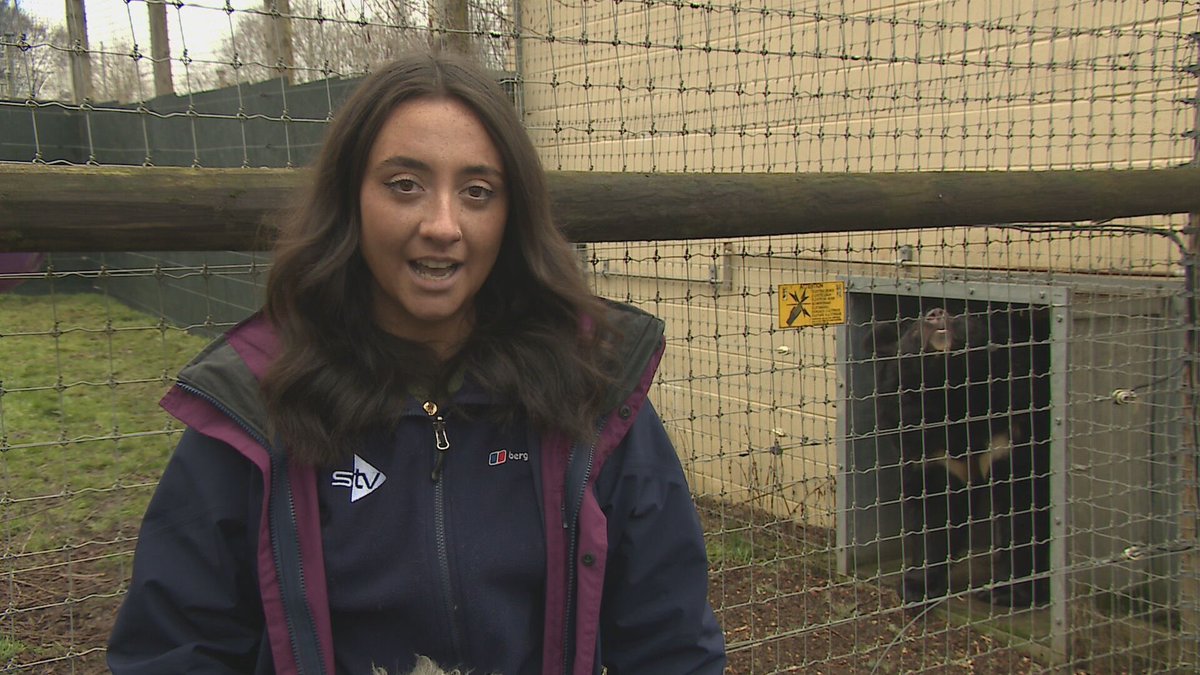 Yampil - the bear who survived after his zoo was bombed in Ukraine - was kind enough to say hello during my piece to camera this morning🐻 You can find out more about his incredible story tonight on the @STVNews at Six