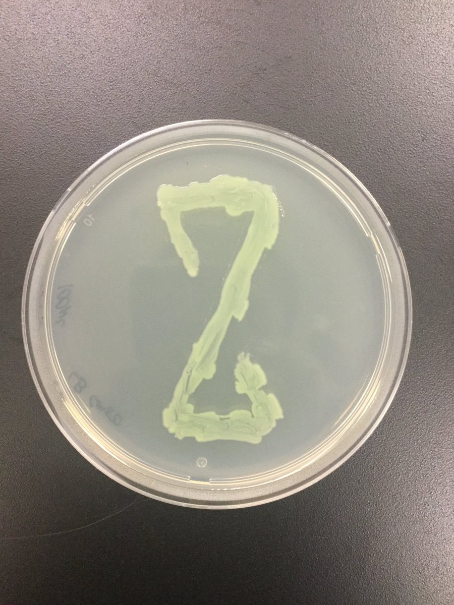 E.coli engineered to express chromoproteins 'painted' on agar. #logo #chromoproteins #inlab #scienceandtechnology #zbiotics