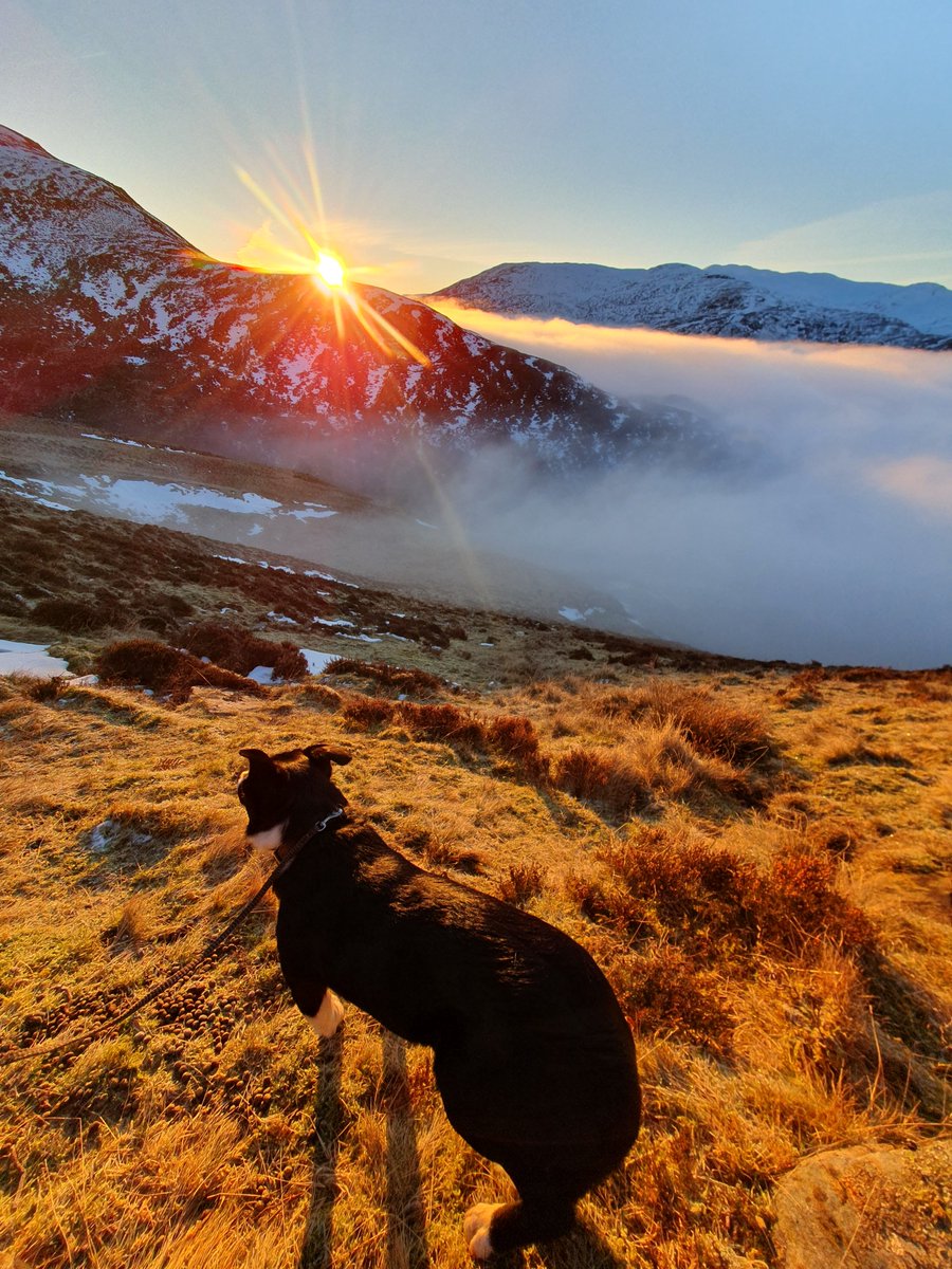 Deer diary: No deer darted, but deer detecting dog working well and a fantastic sunrise