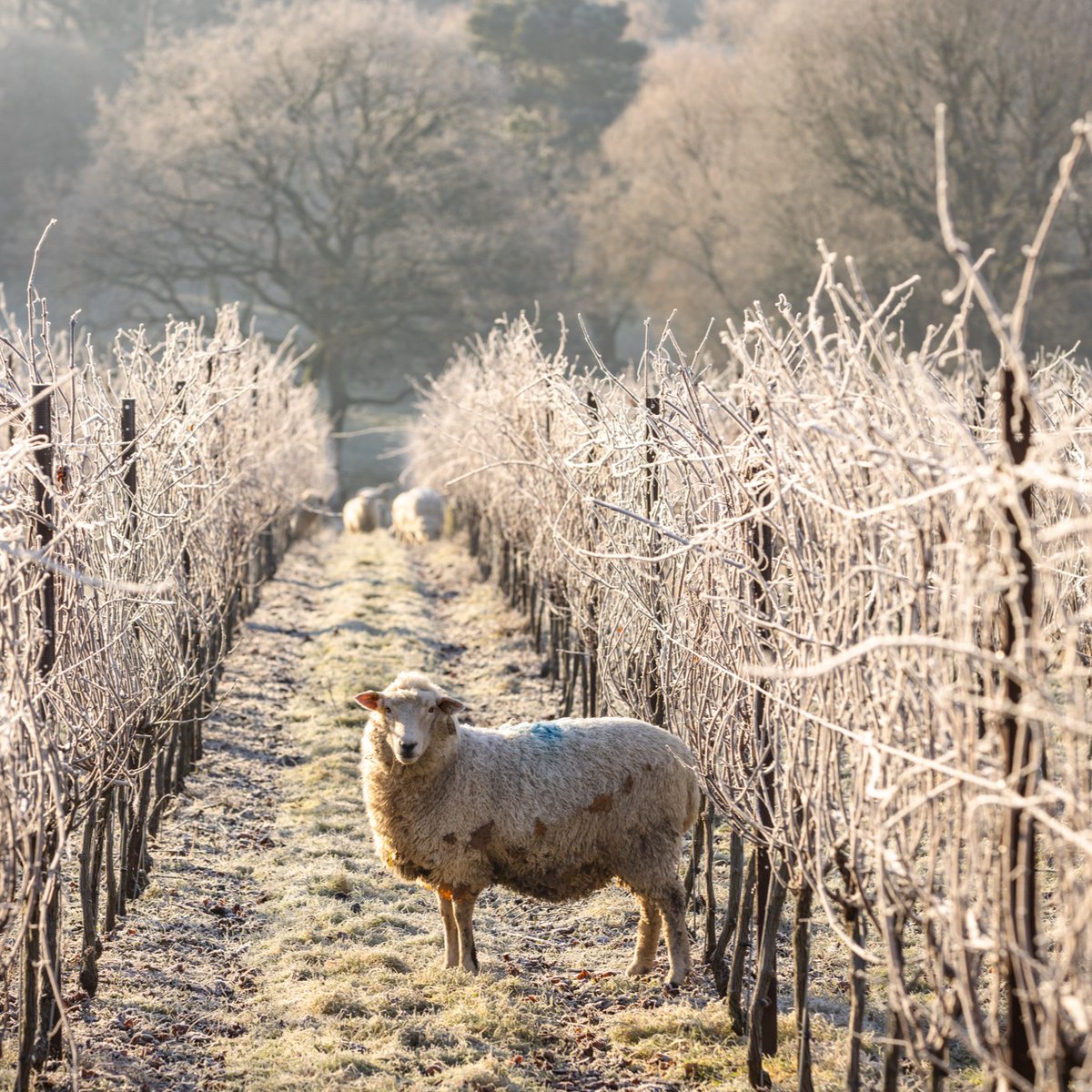 Nyetimber's tweet photo. In the colder months we entrust in the help of sheep from nearby farms to graze the grass at some of our vineyards, minimising soil compaction and carbon emissions as a sustainable alternative to maintaining our land.
#Nyetimber #PerfectlyBritish
https://t.co/XsA7K1oy3F https://t.co/slsjE3BRUd