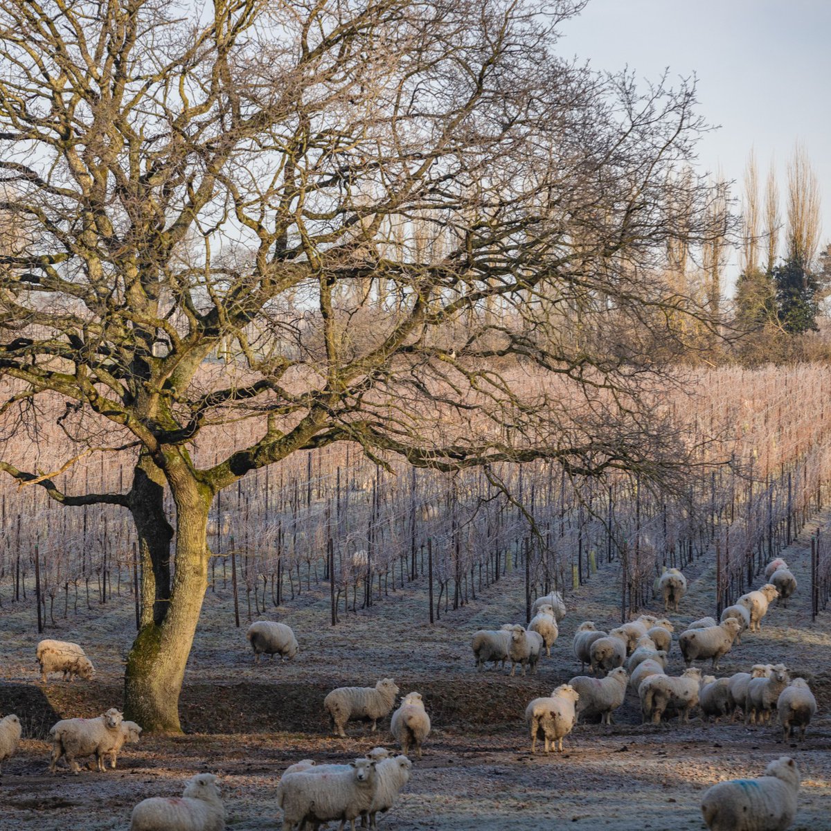 Nyetimber's tweet photo. In the colder months we entrust in the help of sheep from nearby farms to graze the grass at some of our vineyards, minimising soil compaction and carbon emissions as a sustainable alternative to maintaining our land.
#Nyetimber #PerfectlyBritish
https://t.co/XsA7K1oy3F https://t.co/slsjE3BRUd
