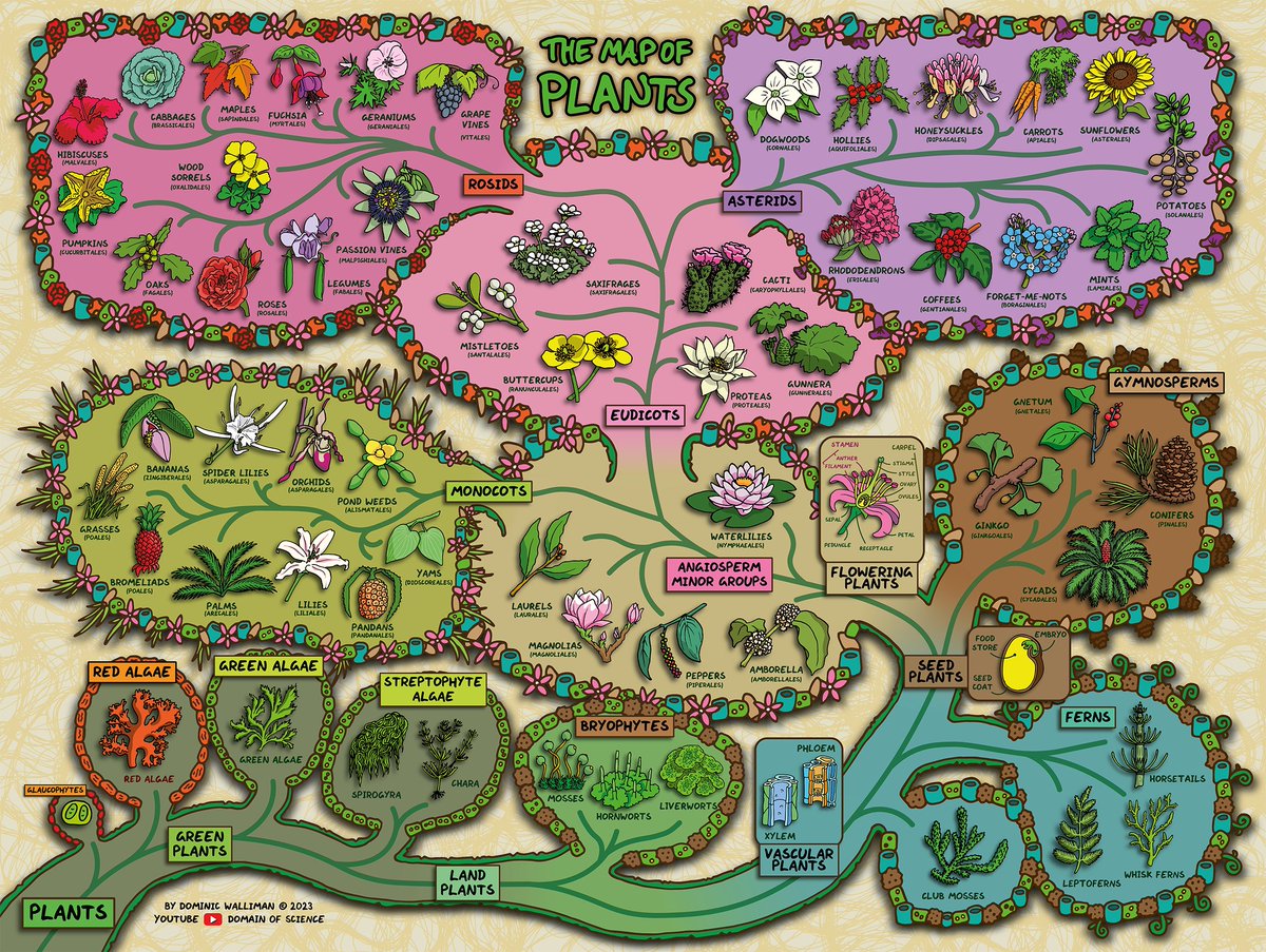 New design and video: The Map of Plants ▶️ youtu.be/ONVpFtiD-fo 🛒 dosmaps.com This map of plants captures all the different plants that exist today and how they are related to each other Big thanks to @KewScience and @IliaLeitch & @BillJBaker & @LydiaShelWalker