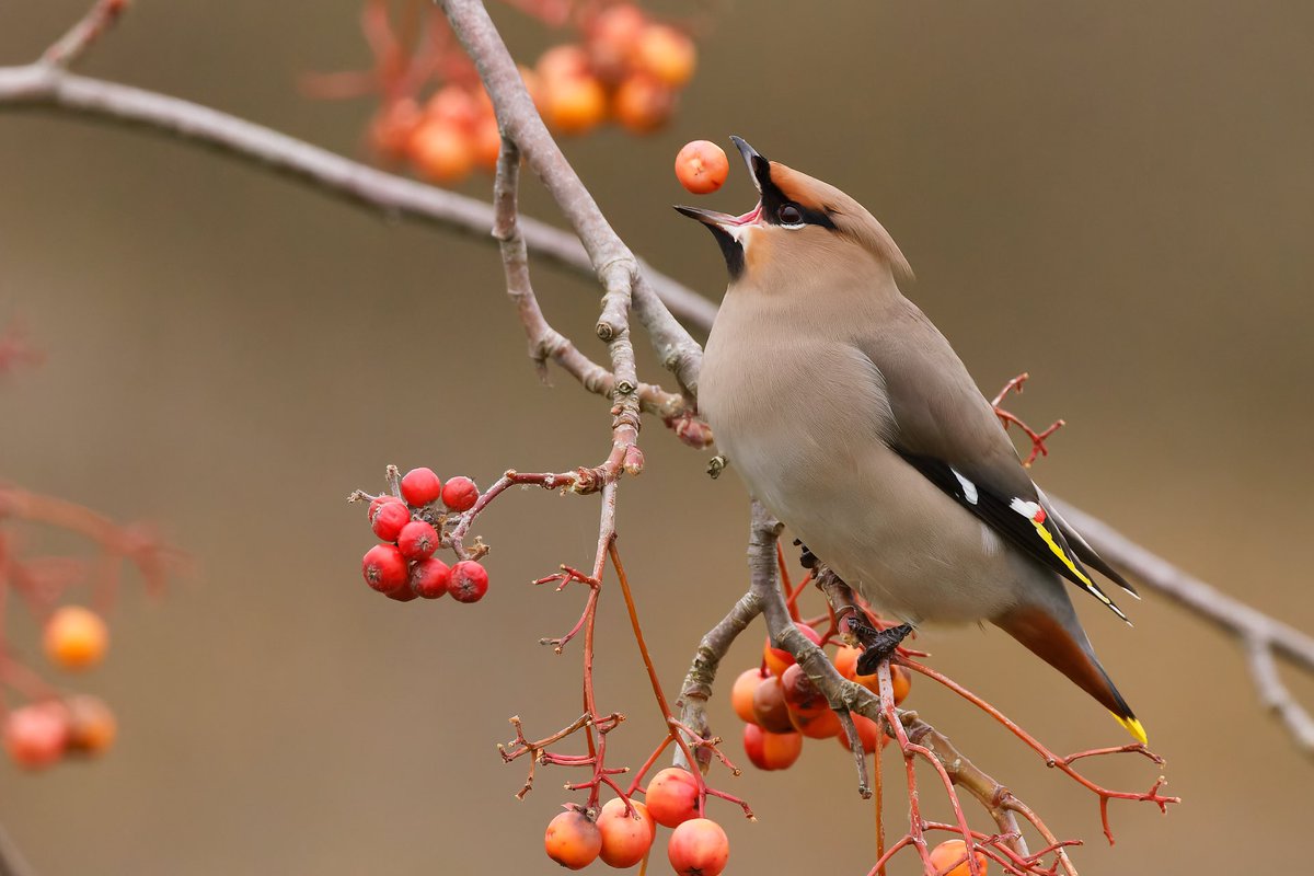 Another encounter with the Priors Hall Waxwings. This time one came stupidly close allowing a frame-filling portrait. <a href="/itvanglia/">ITV News Anglia</a> were there filming too. #Northantsbirds <a href="/bonxie/">Mike Alibone</a>
