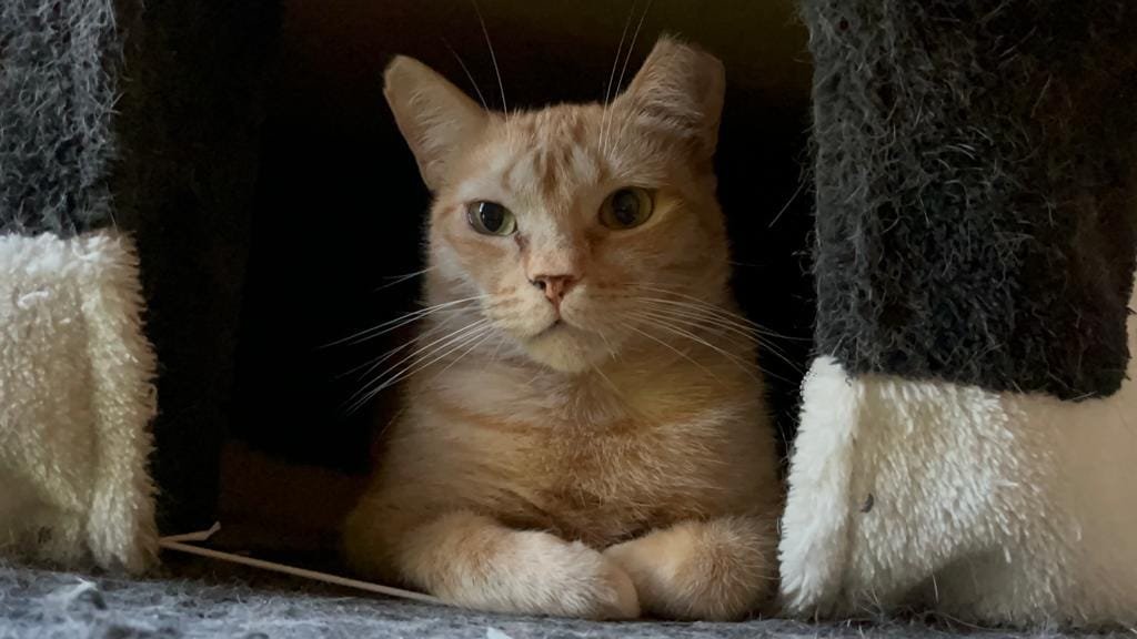 lara_santuario's tweet image. Buenas tardes Laradictos
Como voluntaria de Lara no me gusta poner penas ni cosas tristes pero por desgracia la realidad no es bonita y en esta ocasión tengo q ser sincera Si no tenemos un milagro la @asociacionLara se plantea CERRAR definitivamente 👇👇