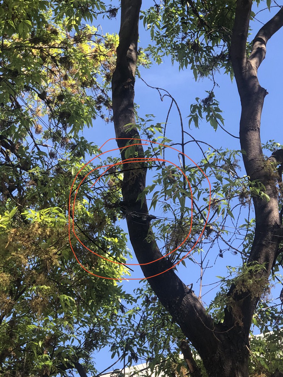 Desahue82's tweet photo. @izzi_mx es increible la poca capacitación a su gente y la cantidad de normas ambientales infringidas! instalan de forma aerea DONDE NO SE PUEDE, COLGANDO LAS LINEAS DE LOS ARBOLES @SEDEMA_CDMX  exigimos el retiro de dichas lineas Fuentes del pedregal @VecinosFP @TlalpanAl https://t.co/qgMxWaPpEd