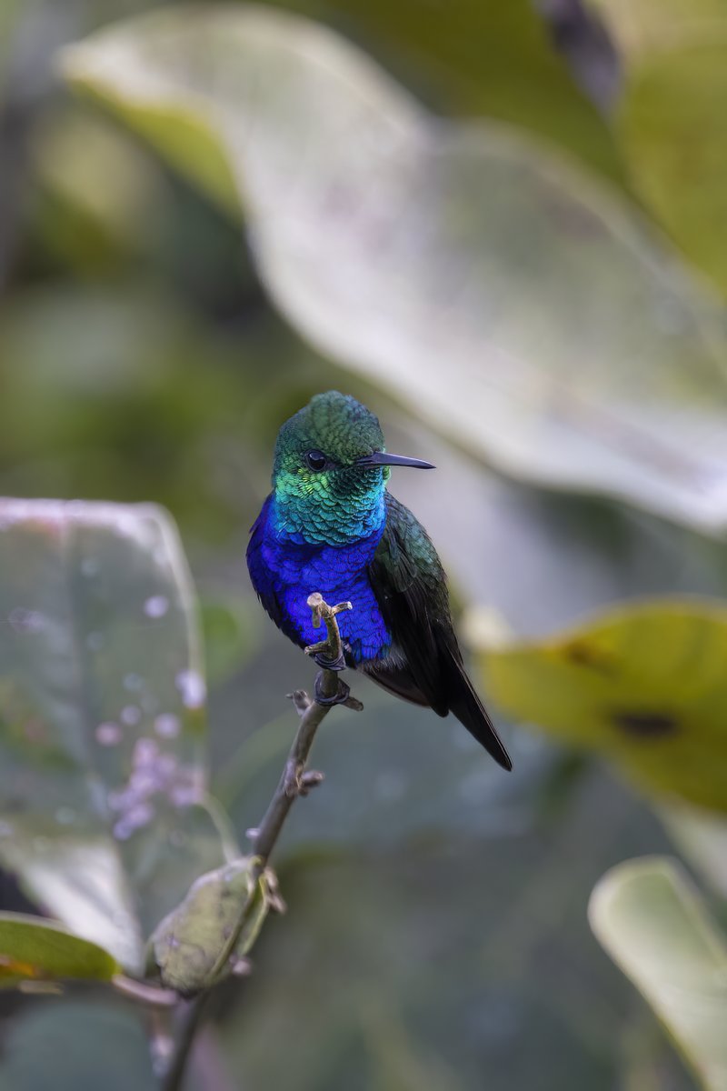 matttrevillion1's tweet photo. Violet-bellied Hummingbird, Panama #birdphotography #BirdsOfTwitter #birdwatching #BBCWildlifePOTD #NaturePhotography #wildlifephotography #wildlife #TwitterNatureCommunity #BirdTwitter #BirdsOfTwitter #ThePhotoHour #TwitterNaturePhotography #panama #hummingbird #canopytower https://t.co/TNQnpQ5KKz