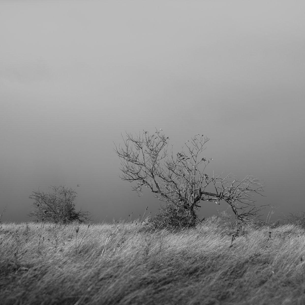 Bachblatt tweet media