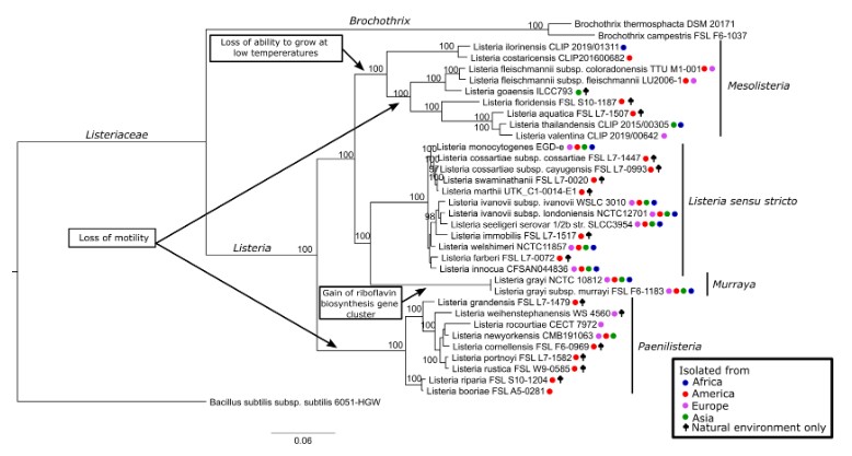 ASMicrobiology's tweet photo. Since 2010, the genus Listeria has had the addition of 22 new species. In @mbiojournal—a review of the taxonomy, ecology and relevance to food safety of these species, plus a re-iteration of the suggestion to re-classify some of them into new genera. https://t.co/66GrsWvMj8 https://t.co/Czl19JElcN