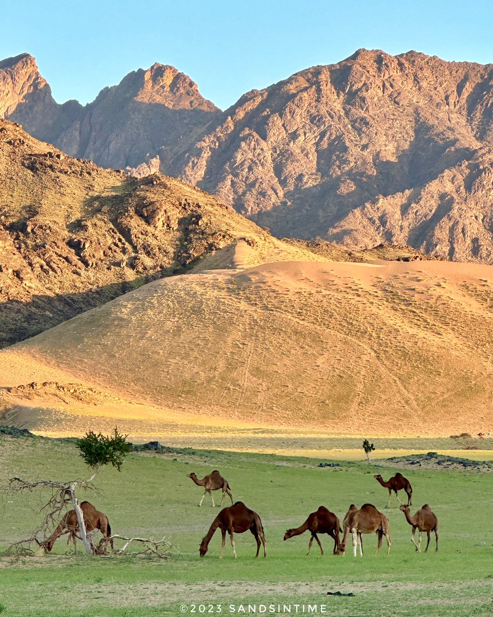 SaudiTravelNote's tweet photo. Glorious Saudi during the winter months 

2024 The Year of Camels 

Madinah Province

@MOCSaudi @MOCHeritage @VisitSaudi https://t.co/jQUVh3ojUL