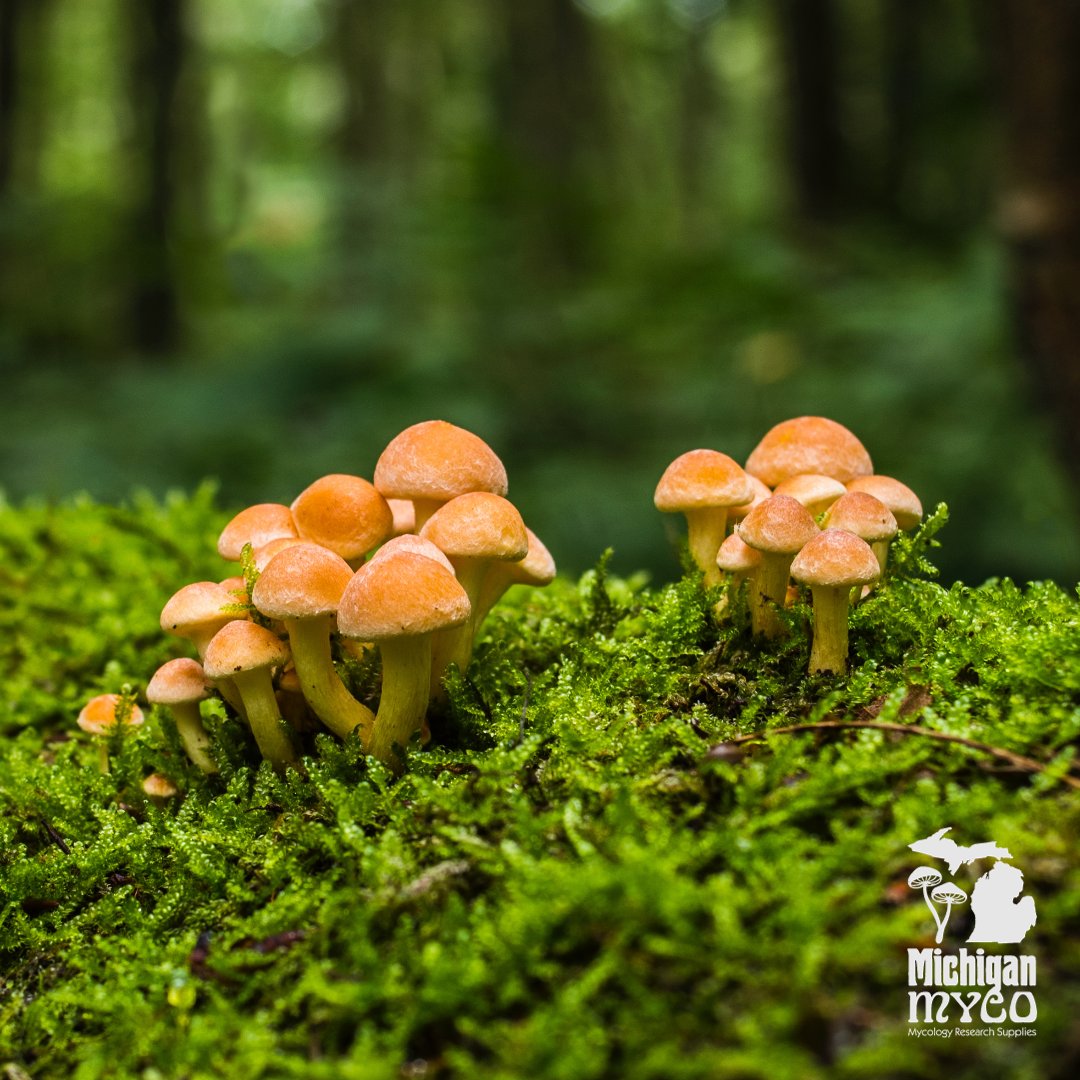 Are you new to the mushroom scene and need help figuring out your first move? We got you covered! Head over to bit.ly/3tLzLW2 for all the answers to your questions. 🍄. #MichiganMyco #GrowMushrooms