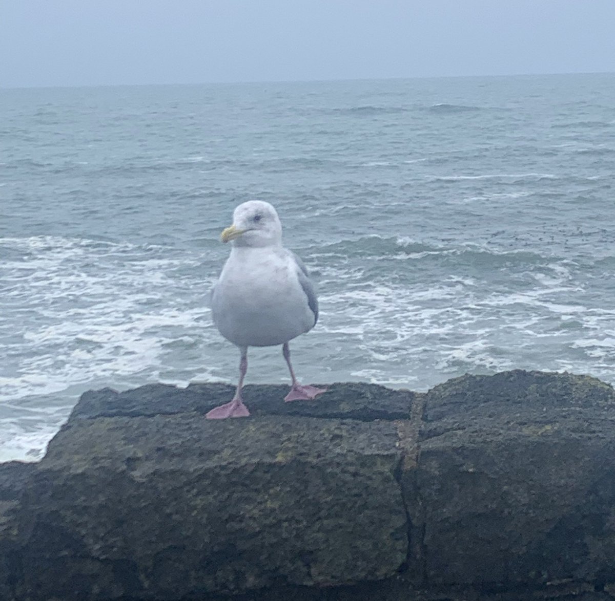 Good Morning Oregon friends! 🌊#oregon #oregoncoast