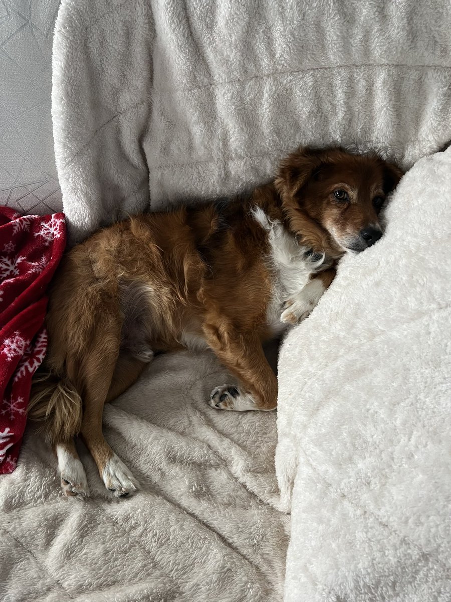 mara_calv's tweet photo. @brianne2k Mara and Zeke joining from a blizzard to then #popchat into #pupchat! Enjoy this pic of Zeke wondering when it’s going to stop snowing (it’s not). https://t.co/WUHd7Z2FBu