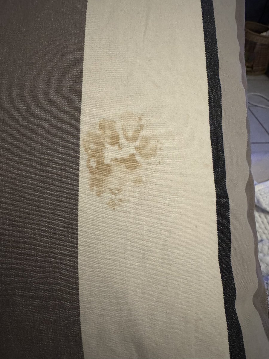 Lesp’titspoilus🐾 tweet media