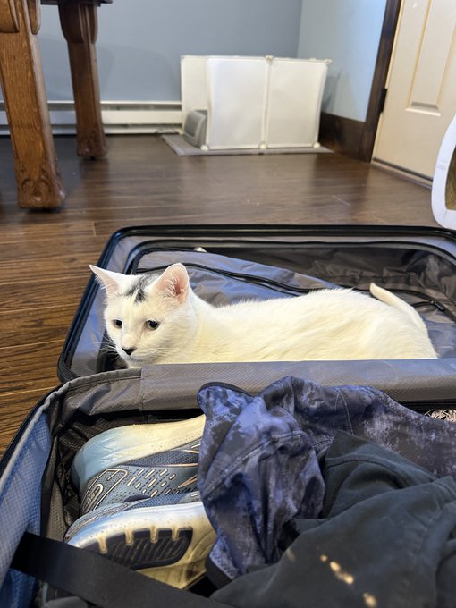 Dandy was ready to travel with me this morning 🫠&hearts;️ https://t.co/TsmHPYUvT1