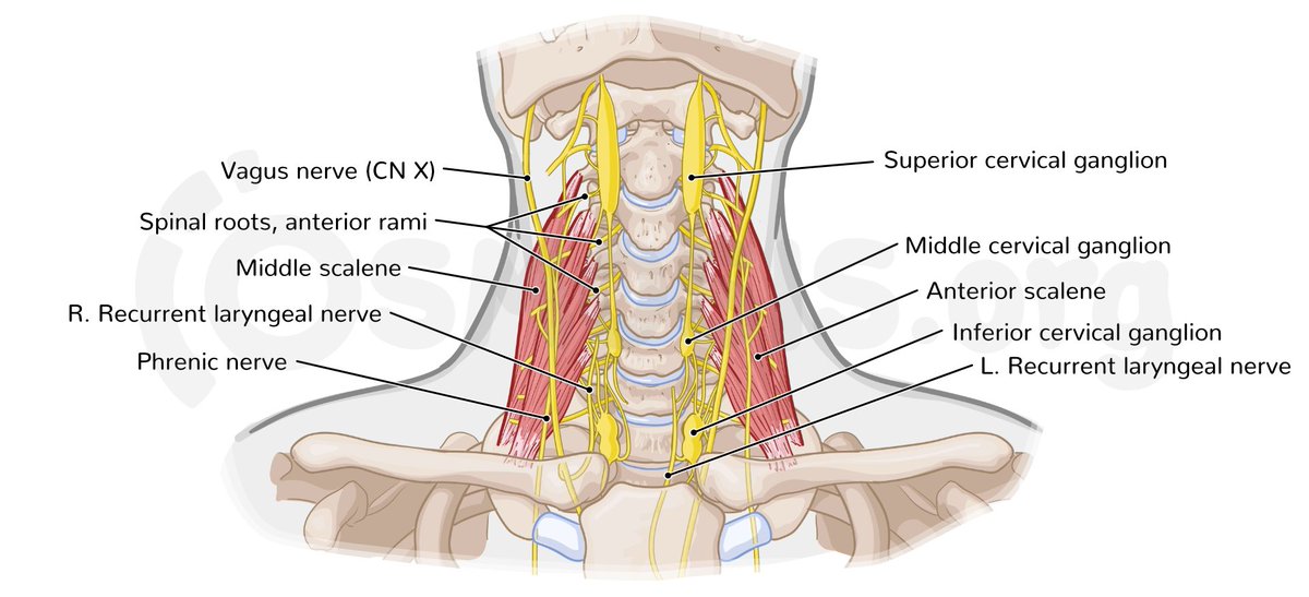 Sympathetic trunks in the neck. What do you know about them? Credits: @OsmosisMed #MedTwitter