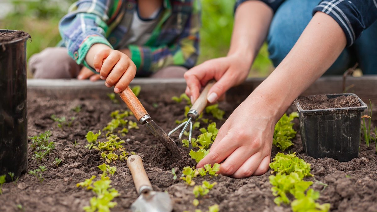 woordlicht's tweet image. Goede uitleg over bodemverzorging en het maken van een teeltplan voor de moestuin van Moestuinieren met kinderen!
tinyurl.com/mrx57mt6 
#moestuintips #moestuinieren #schoolmoestuin #schooltuin #groeneschoolpleinen #groenekinderopvang #moestuincursus #gastouder #kinderopvang