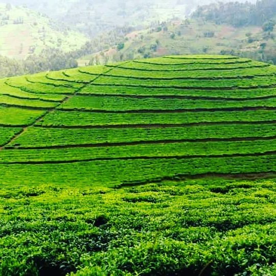 fronttours's tweet photo. @othingstodo_com Uganda https://t.co/cHCOur1Zjz