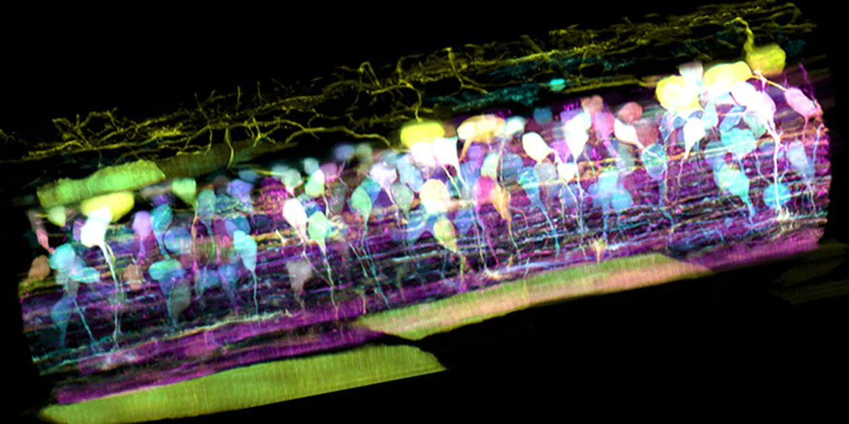 Inside the spinal cord of a zebrafish embryo, new neurons light up in different colors, letting scientists track nerve circuit development. Credits: T. Liu et al. #MedTwitter