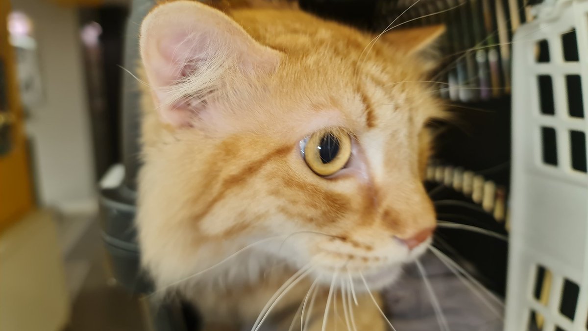 catswithnohope's tweet photo. Picking up GIZMO, He is so happy with a bunch of meows..... And some drool 😂❤️.
Acting and looking so much better, just had to open his cage and give him some love...Gizzy and I are heading home now. It's freezing outisde
.. Brrrrrr https://t.co/sTPssHc35T